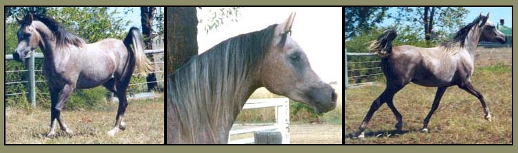 Cearadale Saaraya - Grey Filly